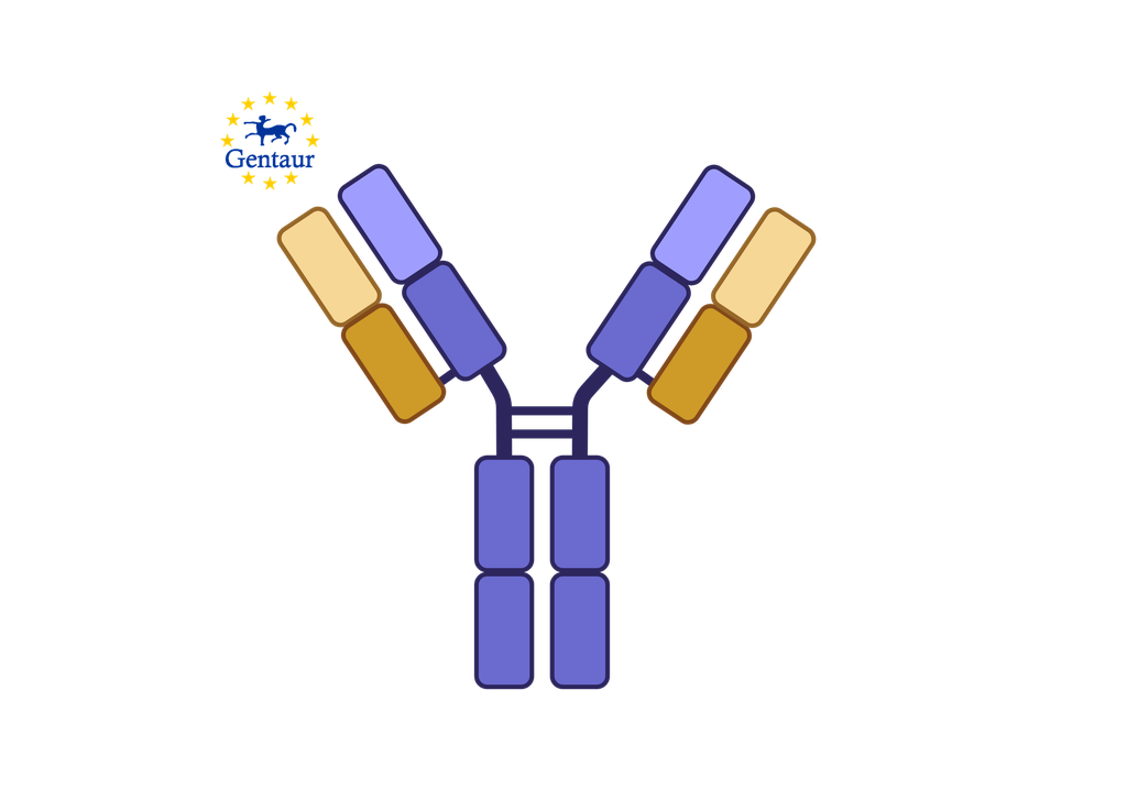 Anti-APOC2 Antibody