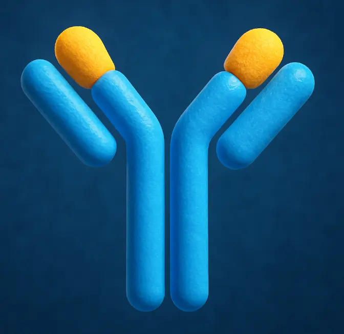 Rat Anti-Mouse IgG2b H Antibody